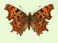 Polygonia c-album male (aberrant form scale defect) (Internet Image property of respective owner, non-commercial use only)